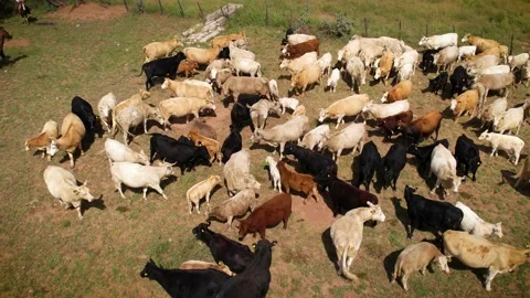 Cows in corral with their calves 7 Stock Footage 229360932