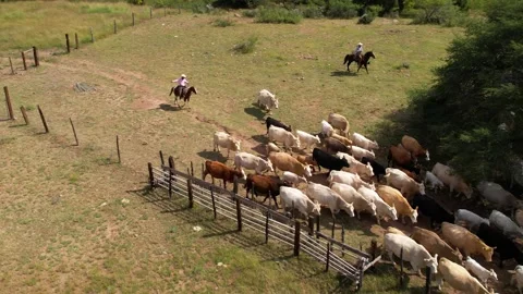 Cows in corral with their calves 9 Stock Footage 229360125