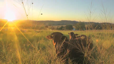 Cows in the country during sunset Stock Footage 25879316