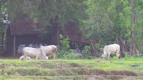 Cows in the countryside Stock Footage 52576706