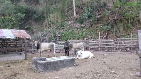 Cows in the countryside Stockbeeldmateriaal 281528066
