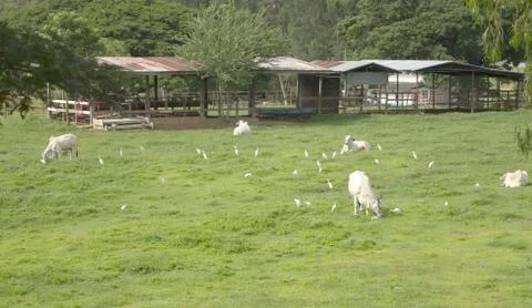 Cows in the countryside. Stock Photos