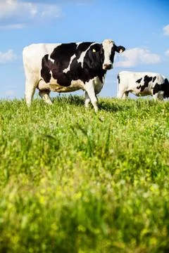 Cows at countryside at spring Stock Photos