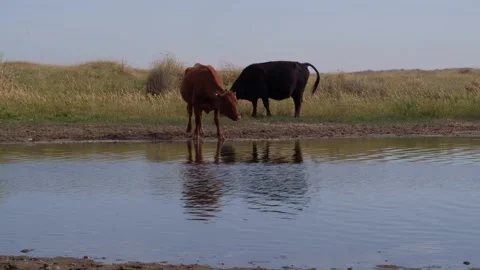 Cows couple standing on the river coast. Stock Footage 150772114
