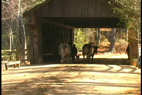 Cows at Covered Bridge C Stock Footage 401621