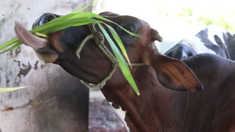 Cows in the cow house Stock Footage 131625751