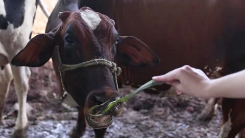 Cows in the cow house. Stock Footage 131625756
