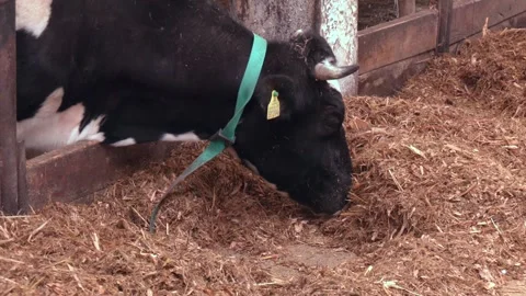 Cows in a cowshed on a farm Stock Footage 313443943