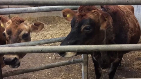 Cows in cowshed 動画素材 72634048