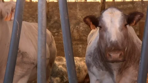 Cows In Cowshed Stock Footage 109047683