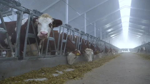 Cows in the cowshed Видео 232935091
