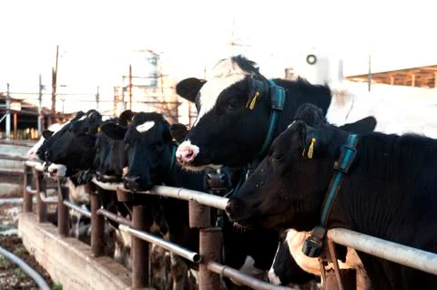 Cows in the cowshed Stock Photos
