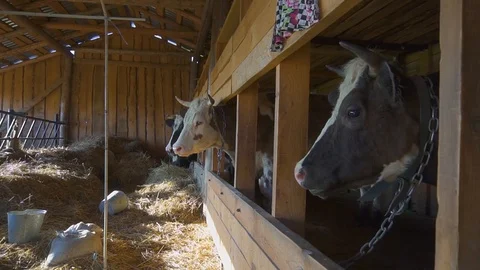 Cows in a cowshed on a summer day. Stock Footage 108933181