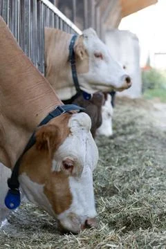 Cows in the cowshed while eating Stock Photos