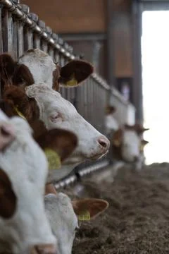 Cows in the cowshed while eating Foto stock