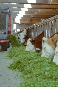 Cows in the cowshed while eating Stock Photos
