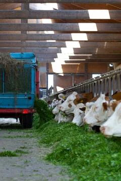 Cows in the cowshed while eating Stock Photos