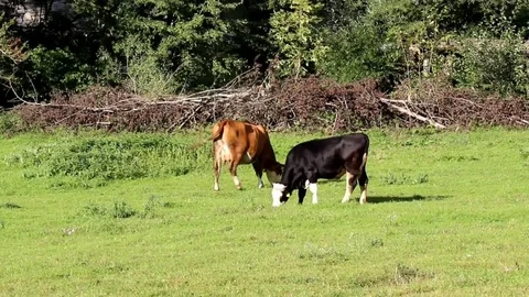 Cows crazing Stock Footage 79840774