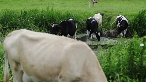 Cows Cross The River Stock Footage 92025942