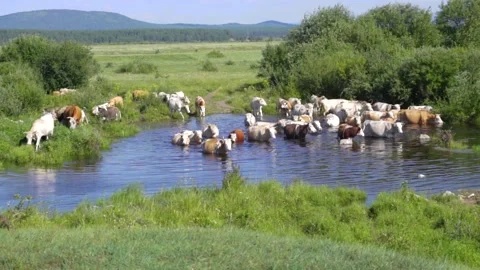 Cows cross the river Stock Footage 95646202