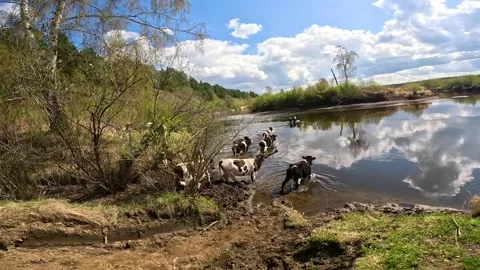 Cows cross the river to get to the island Stock Footage 260867283