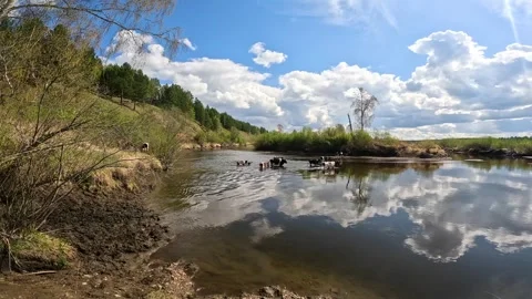 Cows cross the river to get to the island Stock Footage 260867328