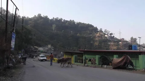Cows Cross A Rural Road In Rishikesh, India Stock Footage 159159941