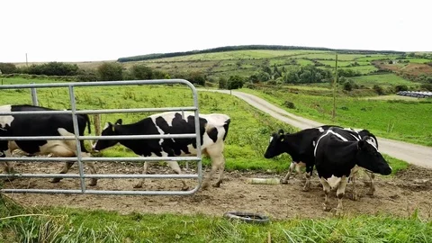 Cows cross through Gate Stock-Footage 81647190