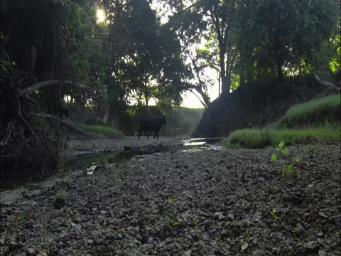 Cows crossing a creek / herding cattle Stock Footage 70293623