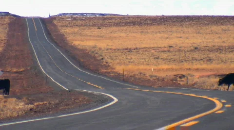 Cows crossing highway in middle of nowhere Stock Footage 398686