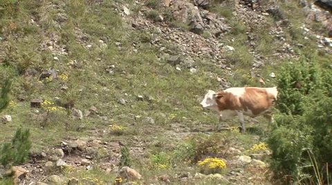 Cows crossing the pasture Stock Footage 41126148
