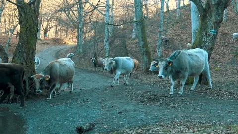 Cows Crossing River In Bulgaria Stock Footage 85449198