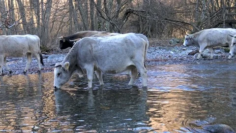 Cows Crossing The River In Bulgaria Stock Footage 85449647
