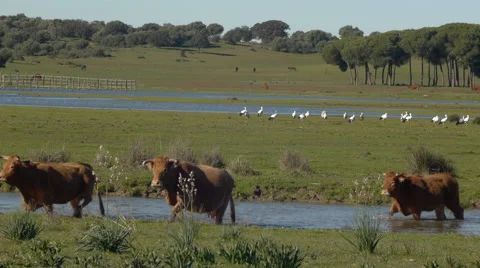 Cows crossing a river Stock Footage 59387622