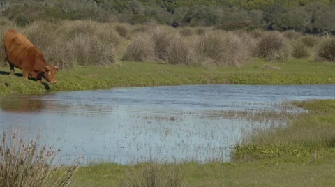 Cows crossing a river Video stock 59509915