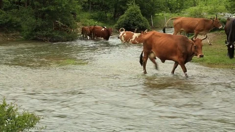 Cows Crossing The River in a Green Plain Stock Footage 93301061
