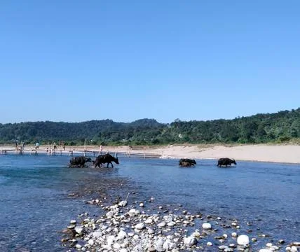 Cows Crossing the River. Foto stock