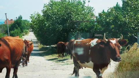 Cows Crossing the Road and Prevented Vehicles. View of the Car Stock Footage 67035293