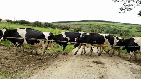 Cows Crossing the Road 스톡 동영상 81647168