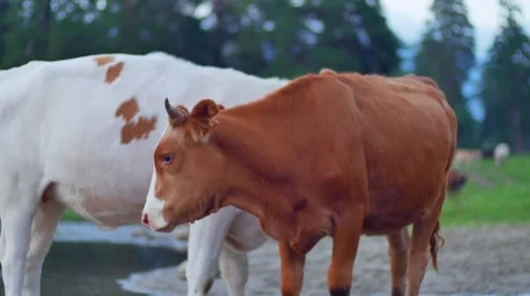 Cows crossing the Stream at green spring hill 스톡 동영상 65773468