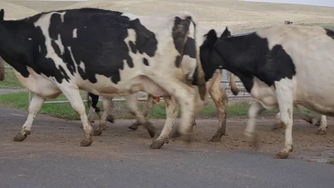 Cows Crossing The Street Видео 97606428
