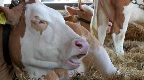 Cows cud hay in the stable, close up, cattle at the ranch, 4K Stock Footage 55609527
