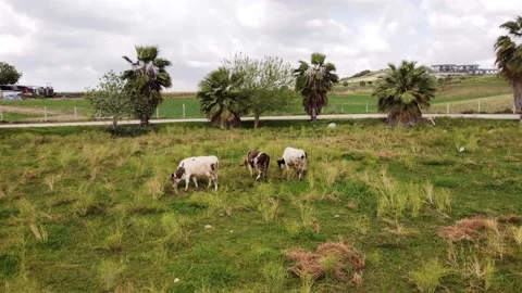 Cows of Cukurova Adana Turkey Stock Footage 239086992