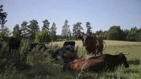 Cows daily resting time Stock Footage 60659263