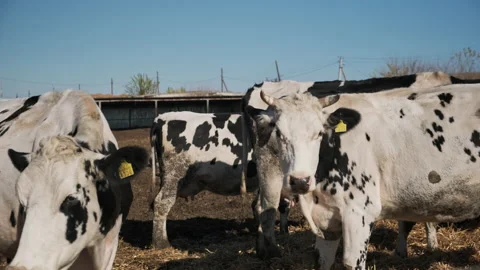 Cows at Dairy Farm. Cows graze on warm day at farm pasture Stock Footage 199273634