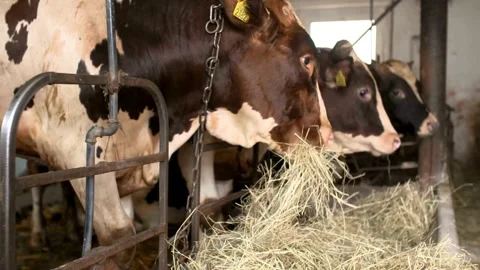 Cows on a dairy farm eating. Cattle of cows Wearing Ear Tags and Collars. Farm Stock-Footage 334656233