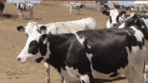 Cows in dairy farm Stock Footage 79024298