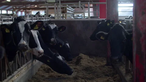 Cows on dairy farm Stock Footage 148781956