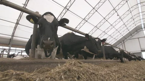 Cows on a dairy farm Видео 151725050