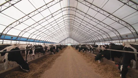 Cows on a dairy farm Vidéo 186499871